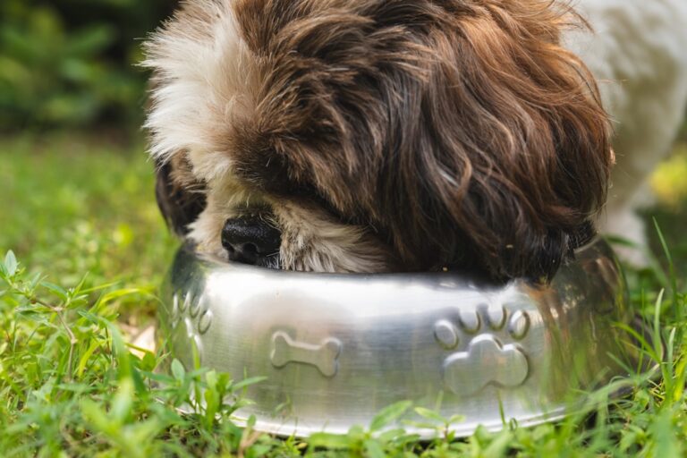 How to Choose the Right Food and Water Bowls for Your Pet