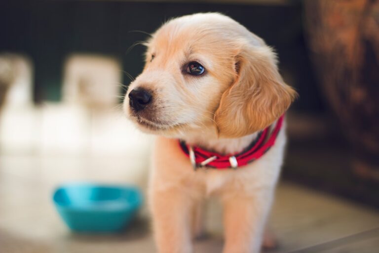 How to Create a Successful Puppy Training Routine