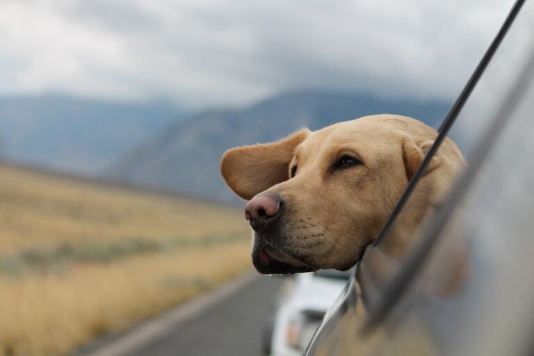 How to Prepare Your Dog for a Car Trip