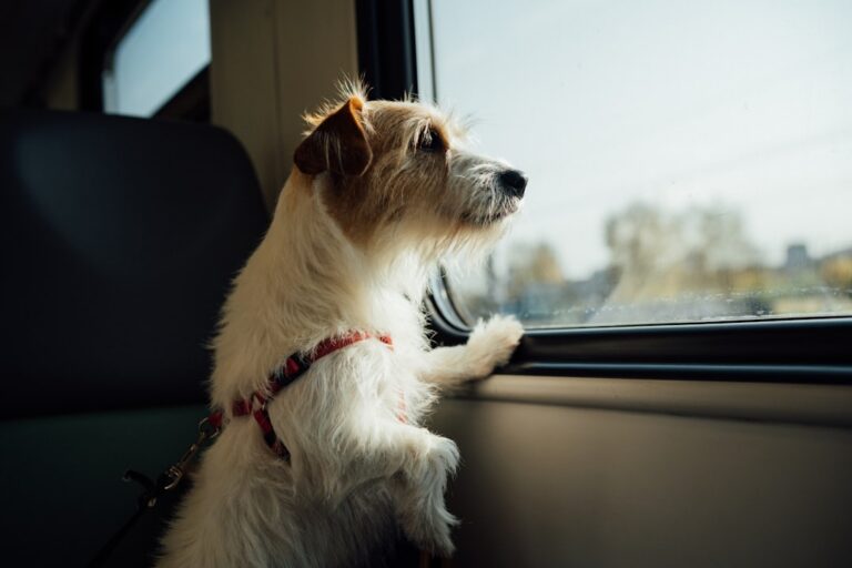 Pet Travel Safety Checklist for Dogs and Cats