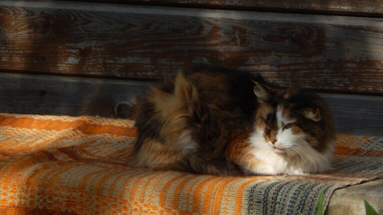 Simple Ways to Create a Calmer Environment for Your Cat