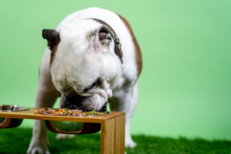 Slow Feeders for Dogs: When and How to Use Them