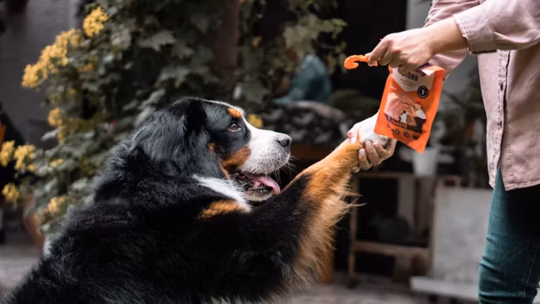How to Use Treats Effectively During Dog Training